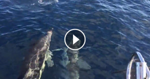 Une-dauphins-baleine-2-750x394