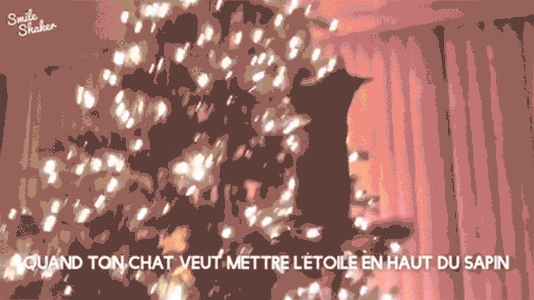 chat-sapin-chute