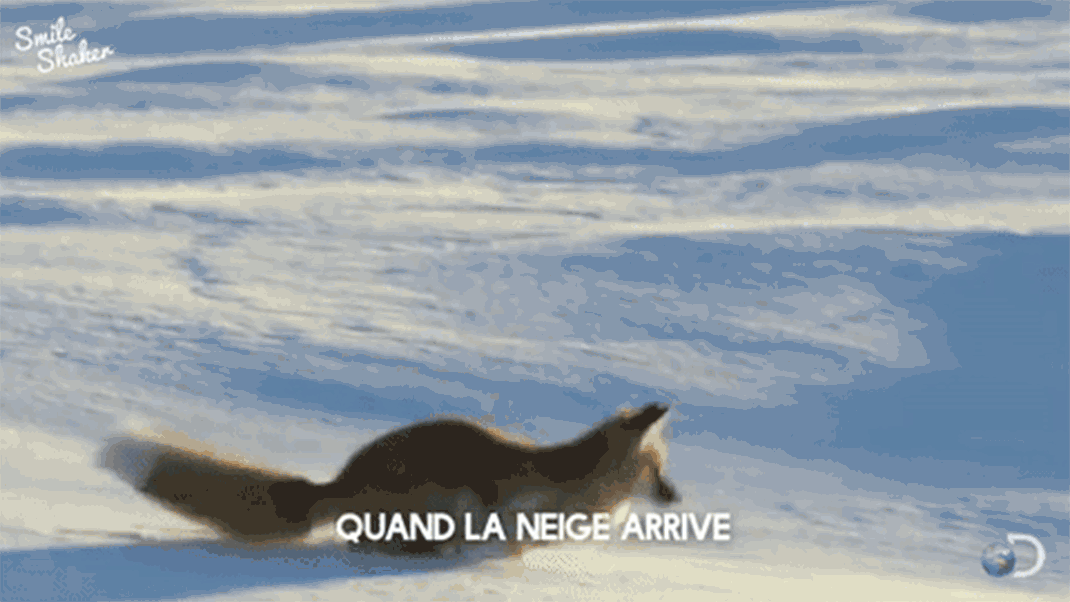 renard-neige-saut