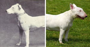 une-bull-terrier-2