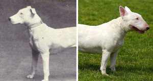 une-bull-terrier-2