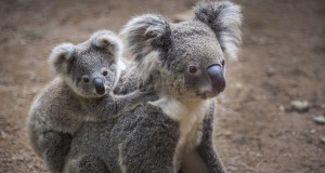 une-koala-bebe