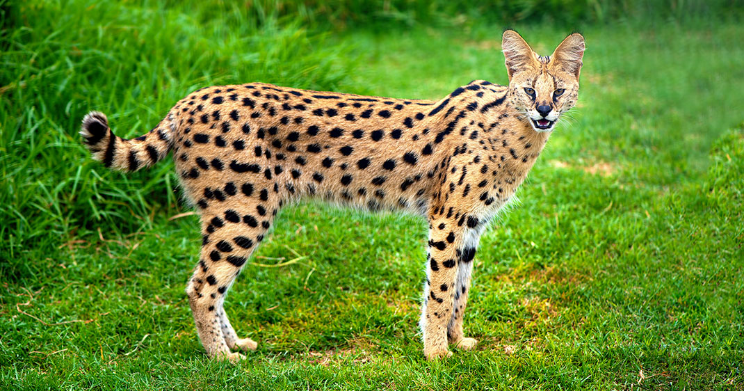 une-serval-chat