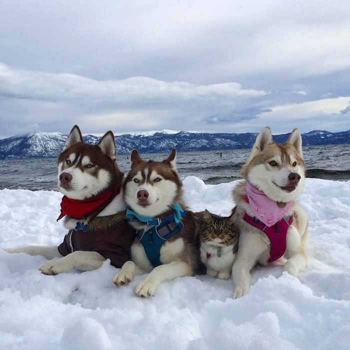 1-chat-huskies