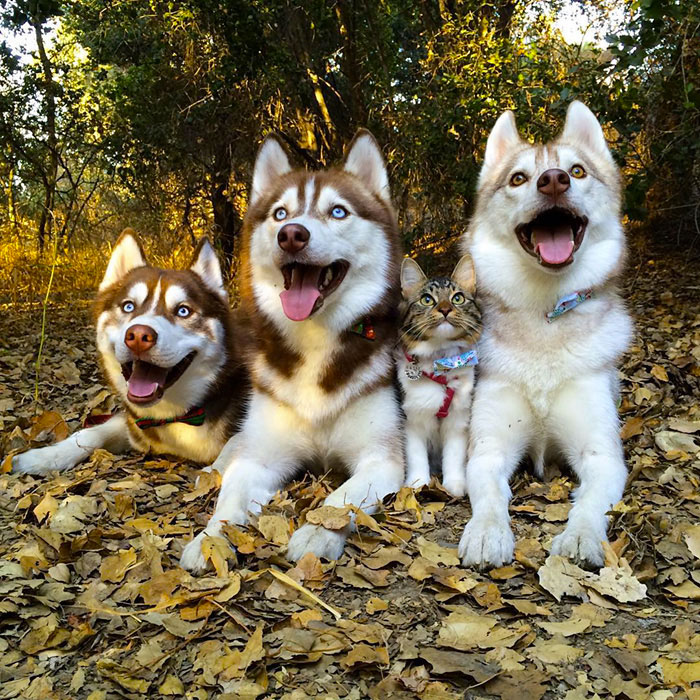10-chat-huskies