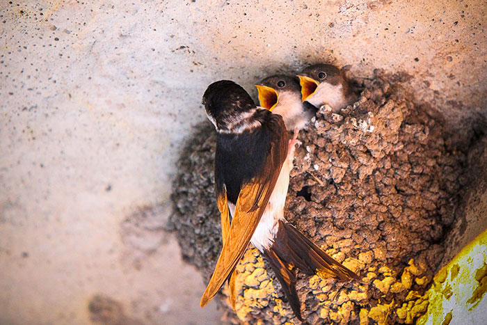 29-oiseaux-bebes