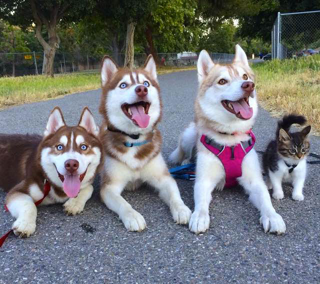 7-chat-huskies