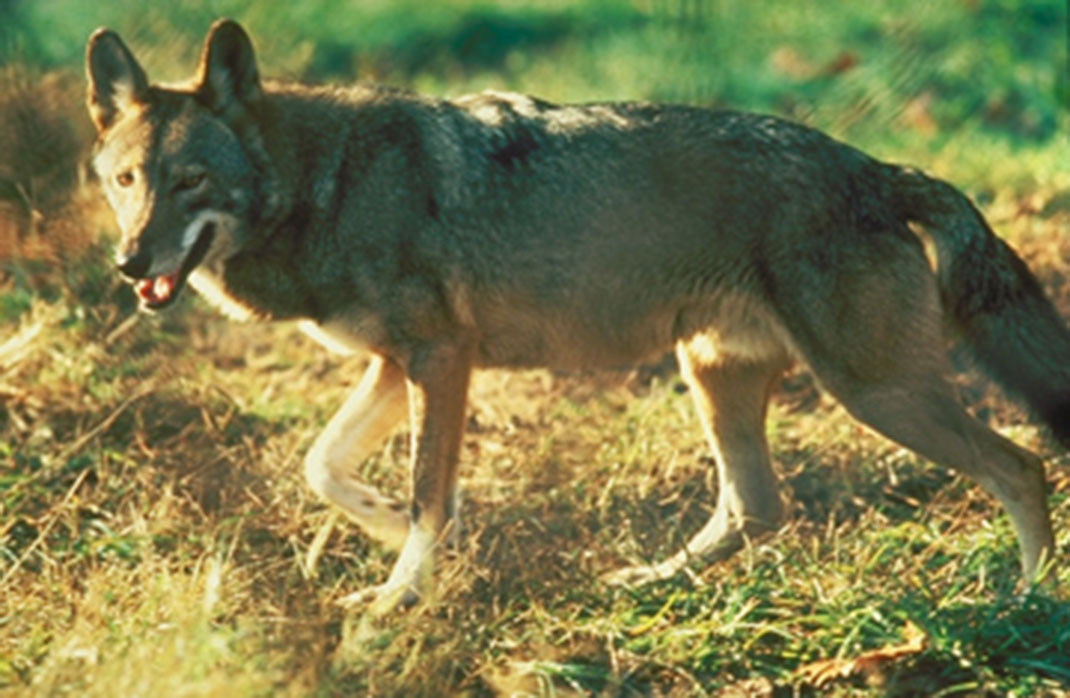 Coywolf-3