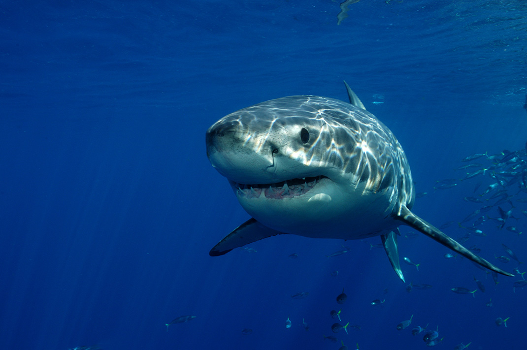 Requin-blanc-shutterstock
