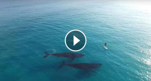 Une-paddle-baleines-2-750x394