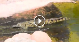 Une_crocodile-toboggan-1-750x394