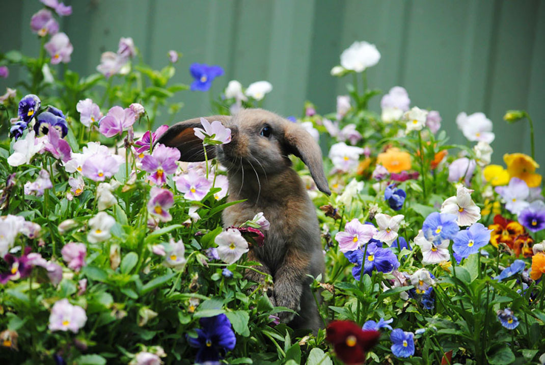 animal-sent-fleur-lapin