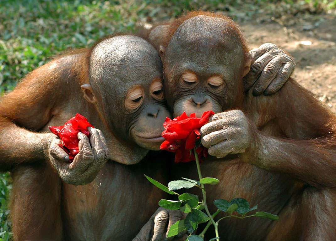 animal-sent-fleur-singes