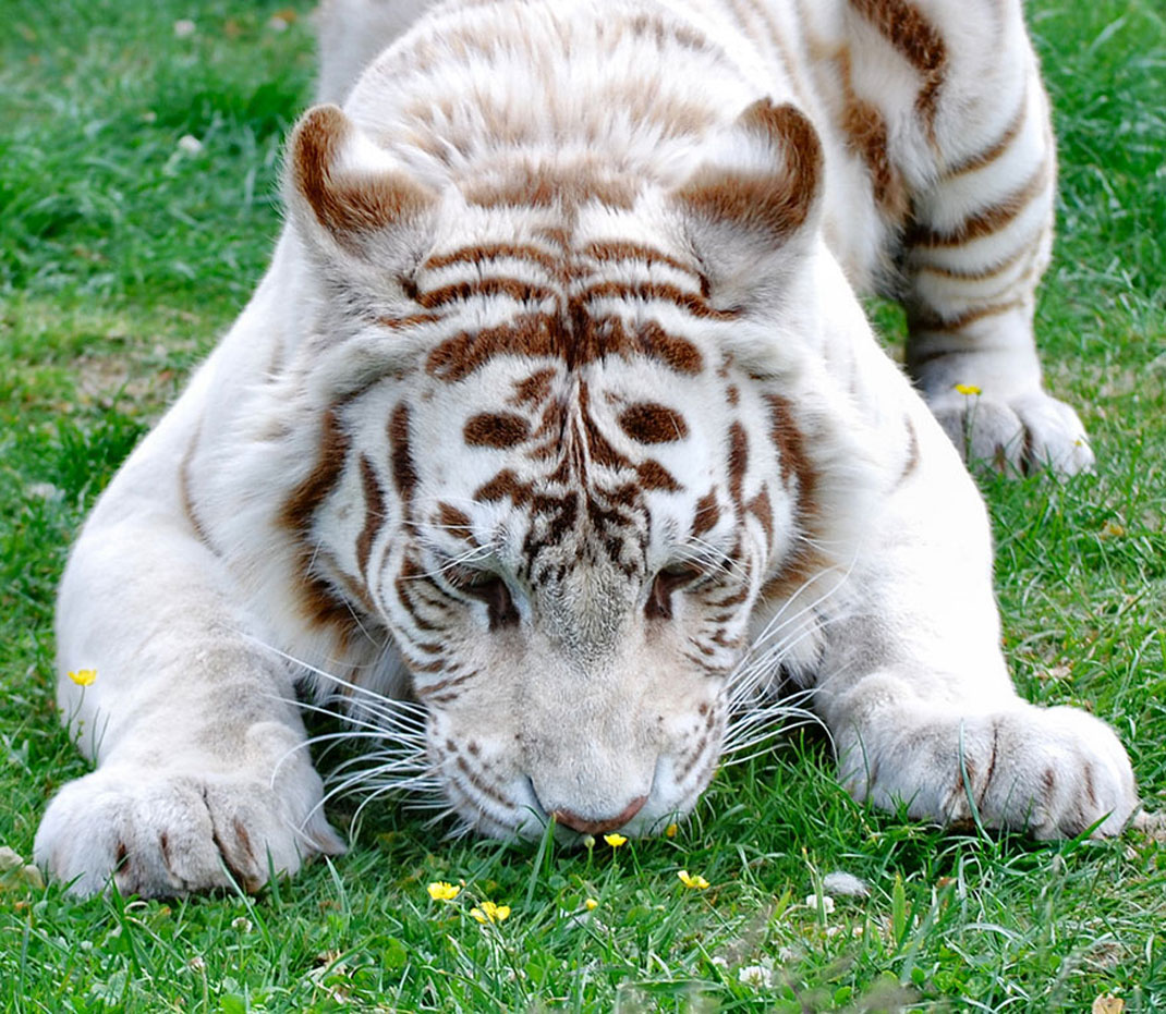 animal-sent-fleur-tigre