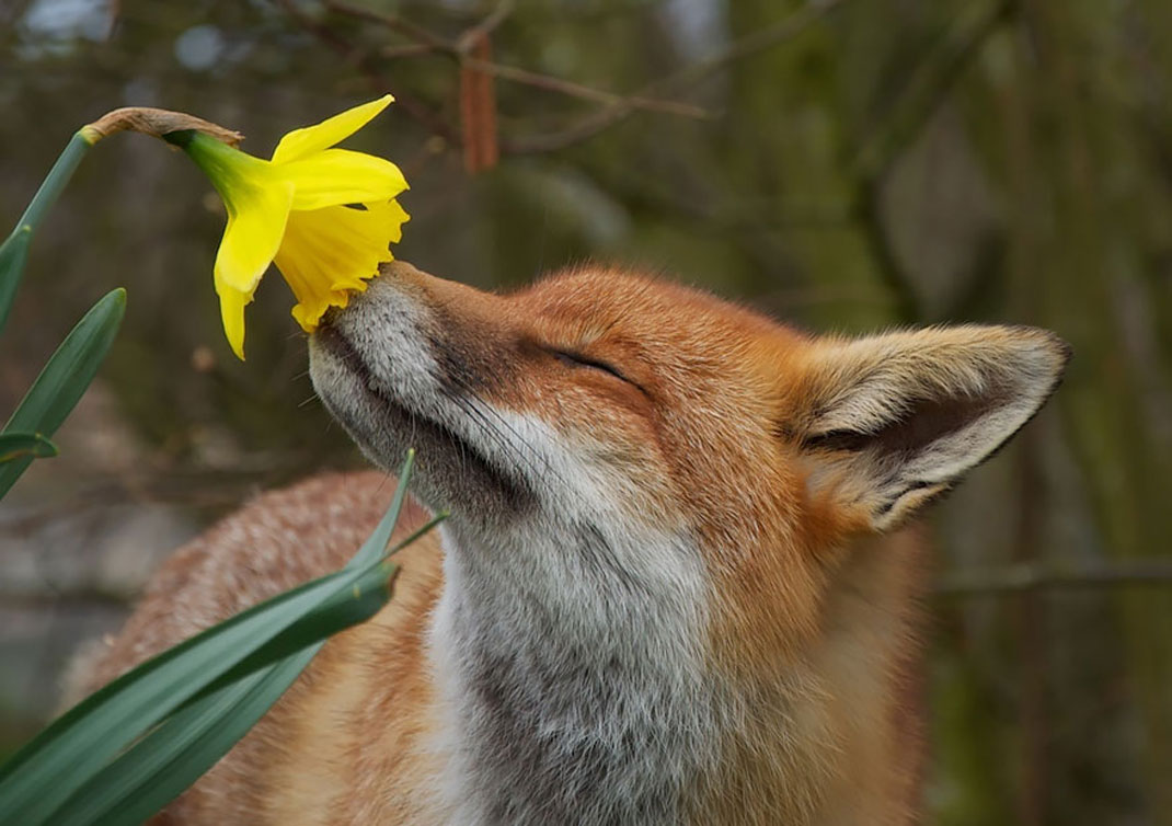 animals-smelling-flowers1