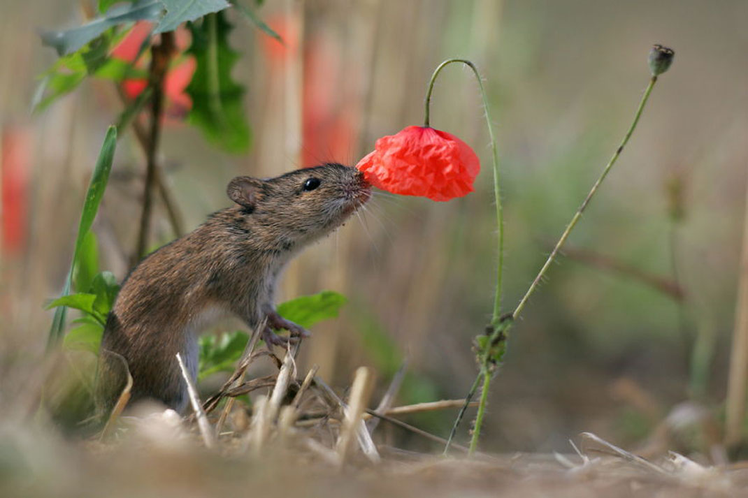 animals-smelling-flowers10