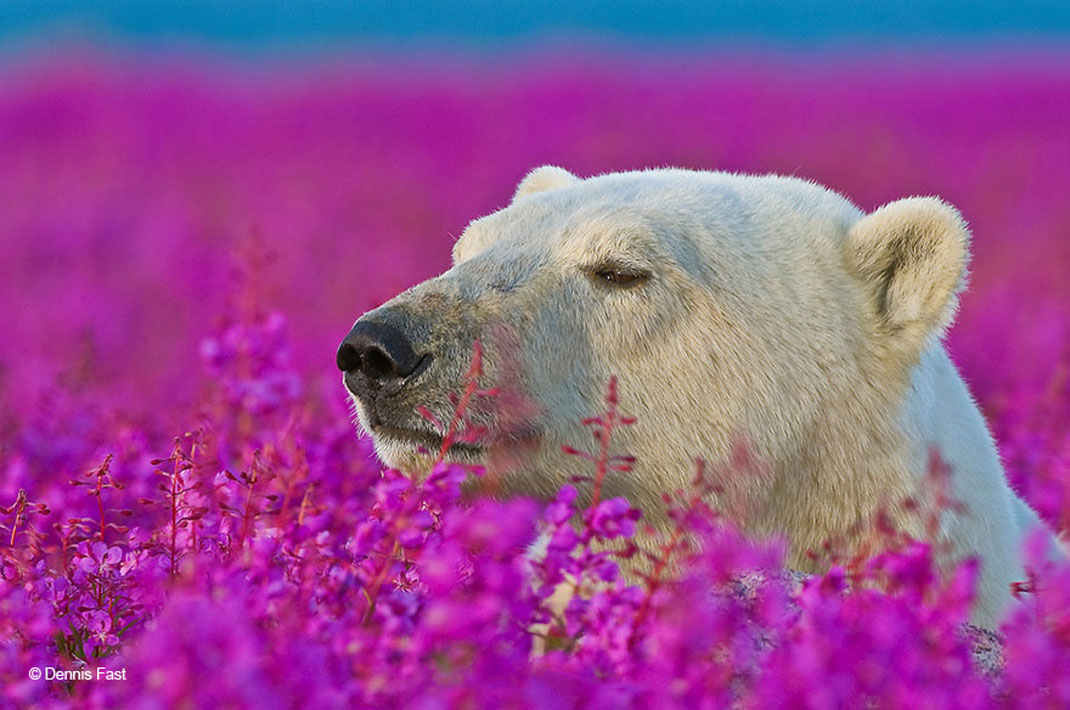 animals-smelling-flowers15