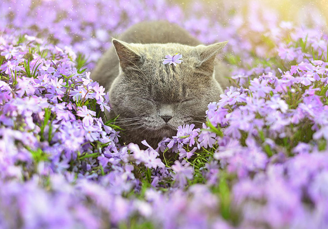 animals-smelling-flowers16