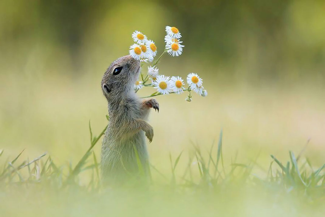 animals-smelling-flowers19