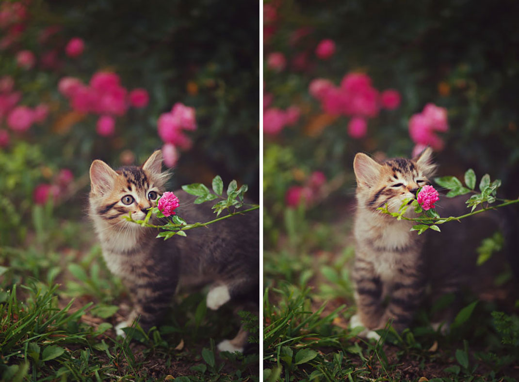 animals-smelling-flowers2