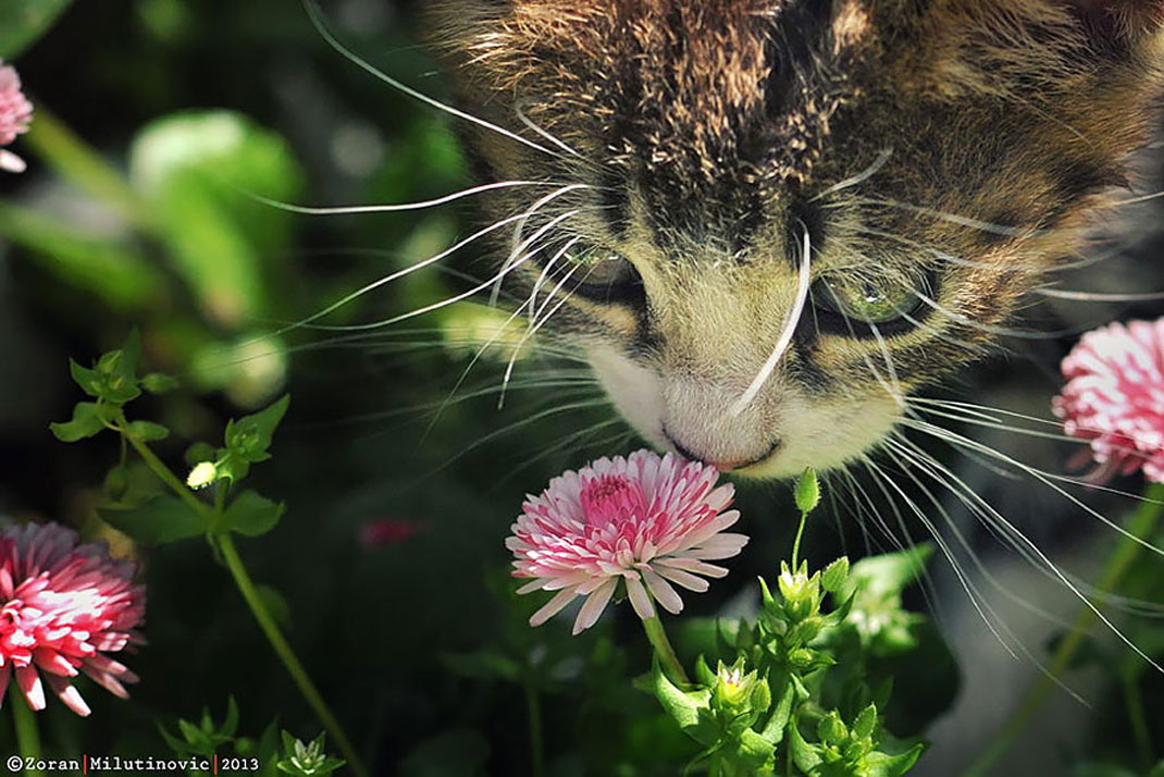 animals-smelling-flowers20