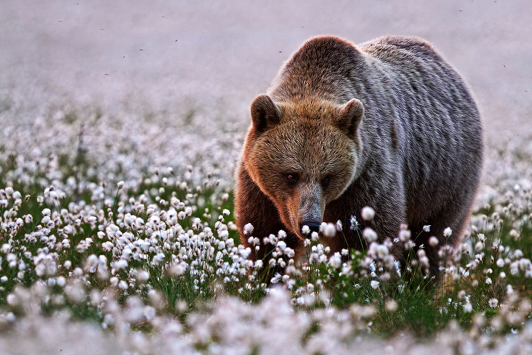 animals-smelling-flowers21