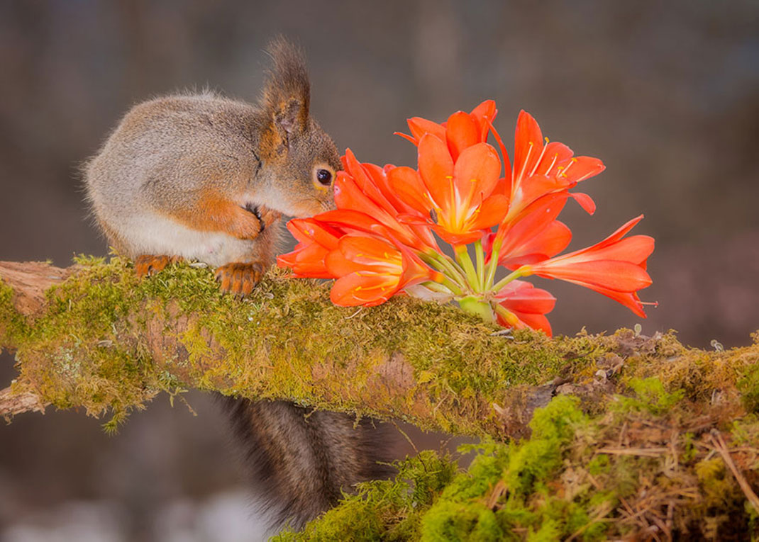 animals-smelling-flowers23