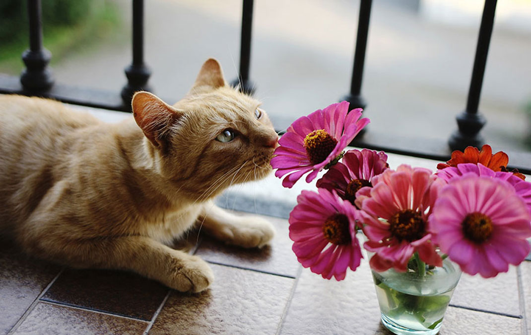 animals-smelling-flowers27