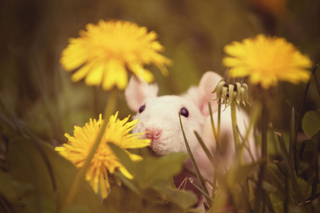 animals-smelling-flowers28