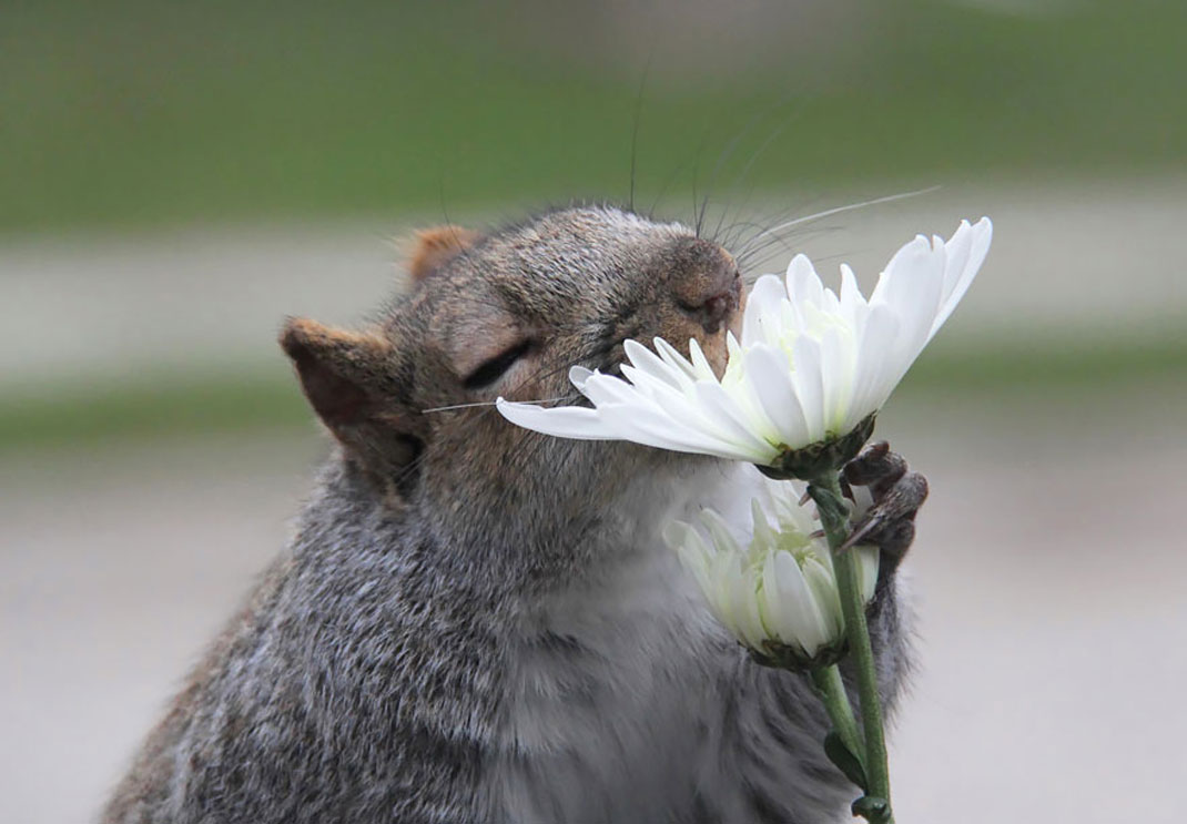 animals-smelling-flowers3