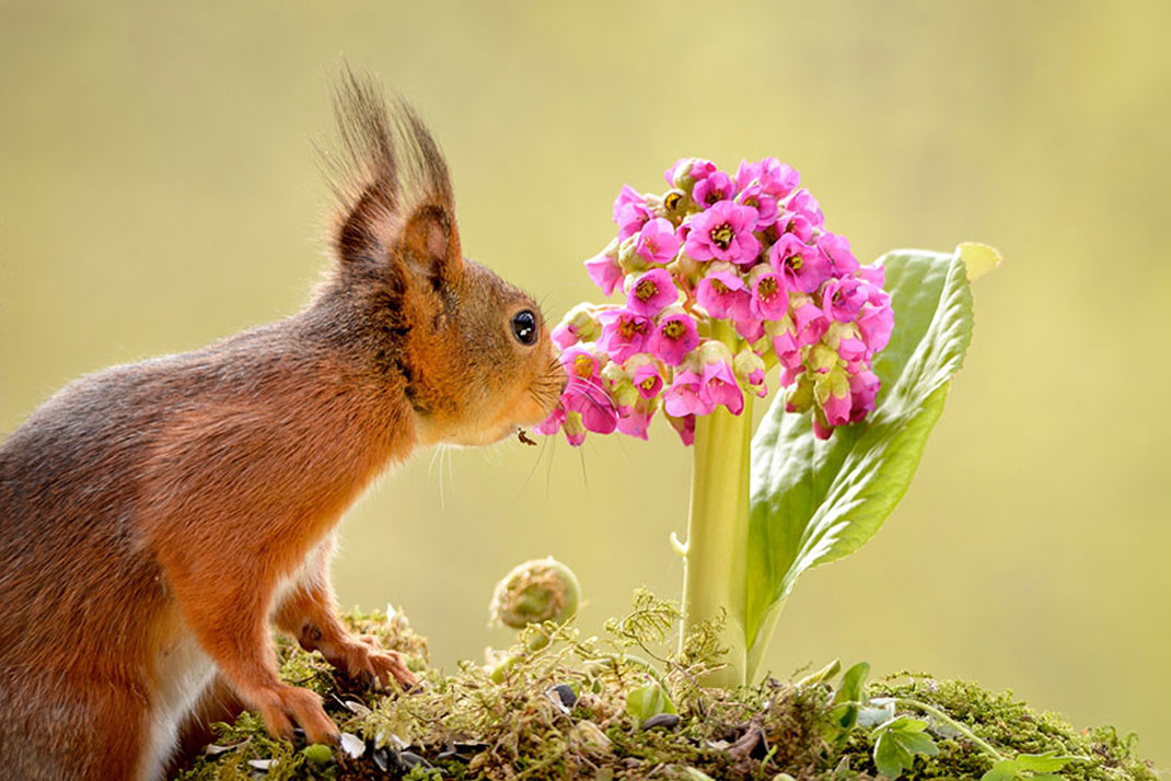 animals-smelling-flowers32