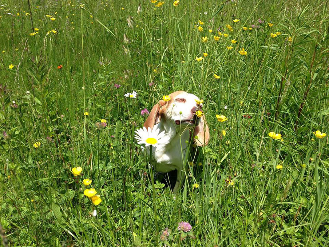 animals-smelling-flowers36