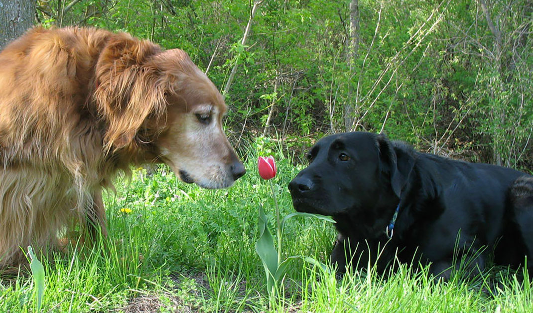 animals-smelling-flowers42