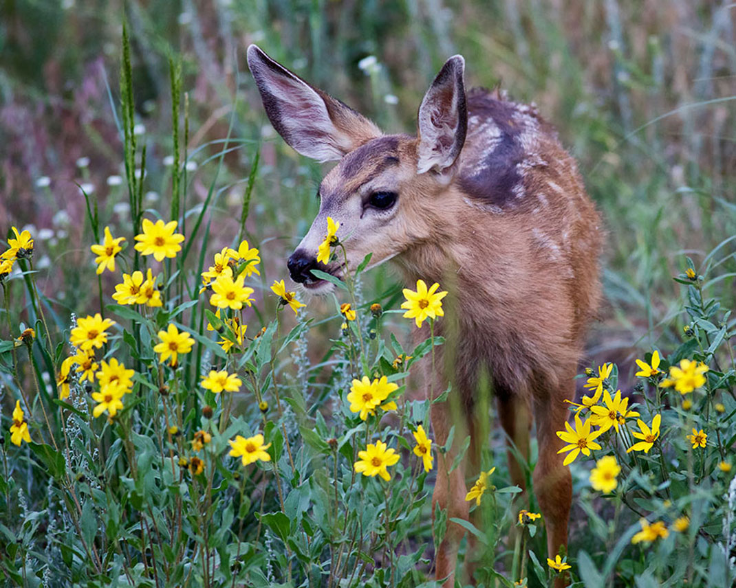 animals-smelling-flowers43