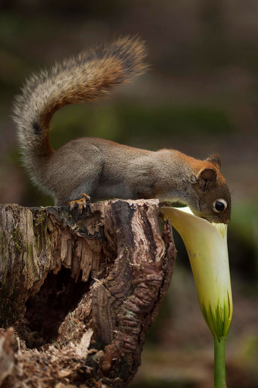animals-smelling-flowers44