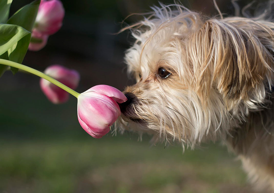 animals-smelling-flowers48