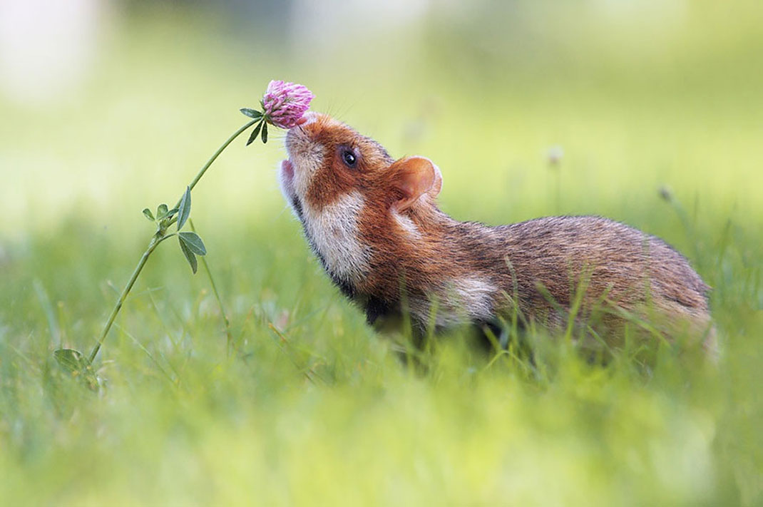 animals-smelling-flowers6