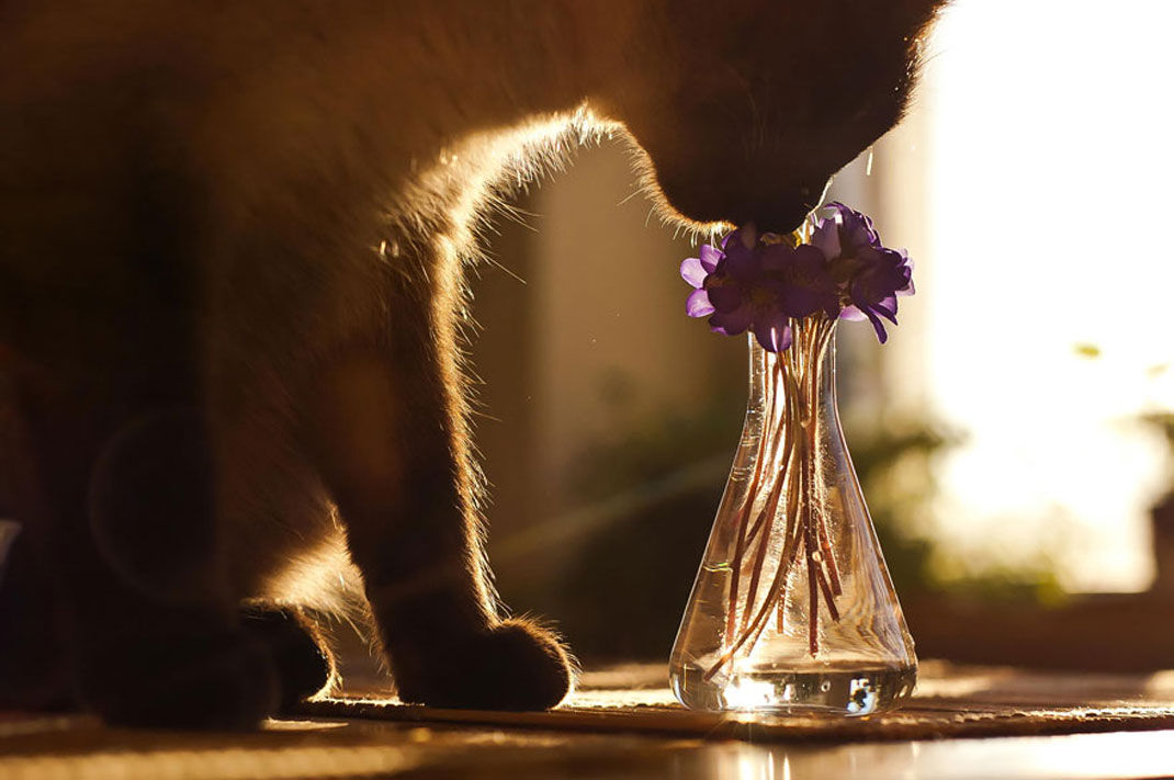animals-smelling-flowers9