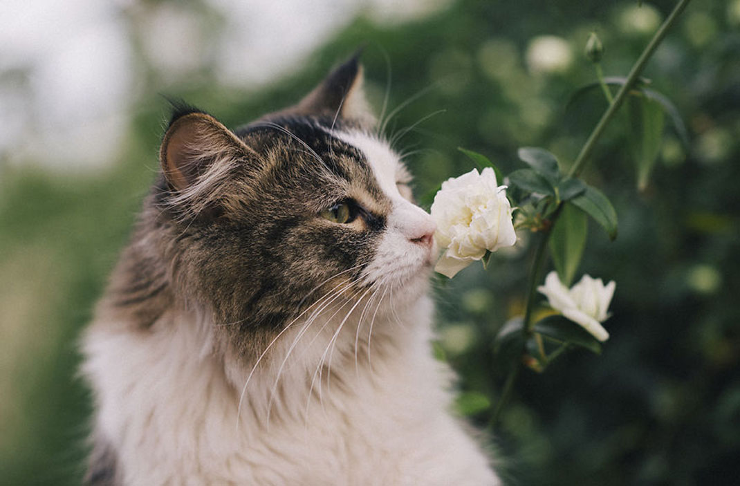 cat-smelling-flowers