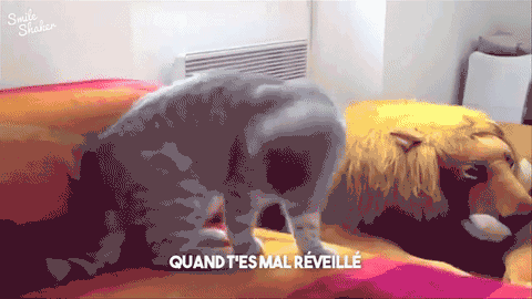 chat-boule