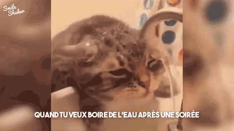 chat-eau
