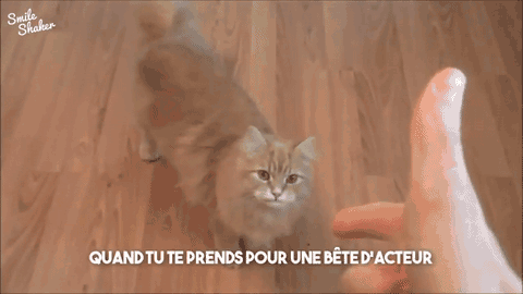 chat-pistolet