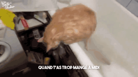 chat-saute-baignoire