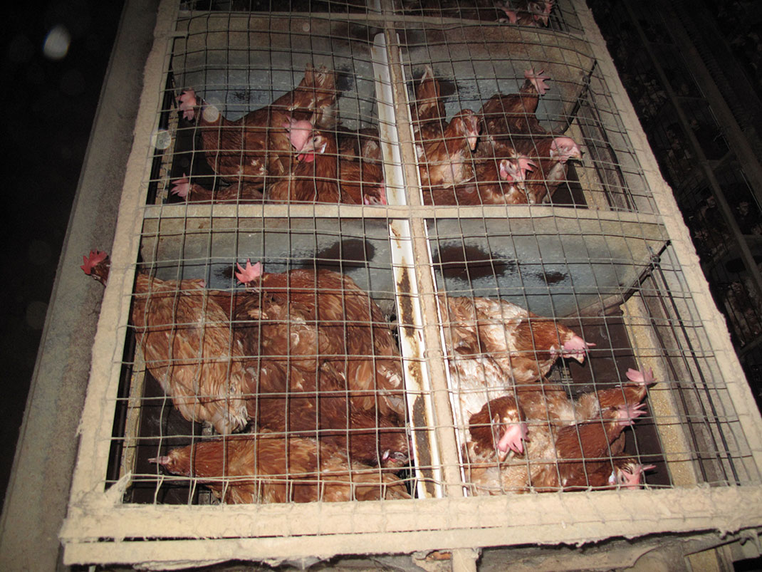 elevage-volaille-batterie