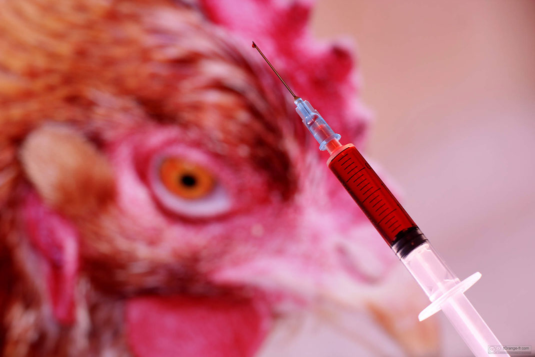 maladie-volaille