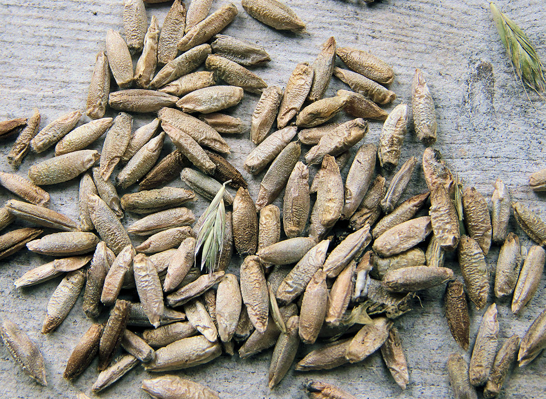 seigle-grains