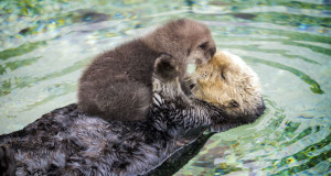 une-bebe-loutre