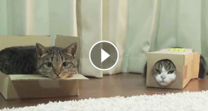 une-chats-smileshaker-3