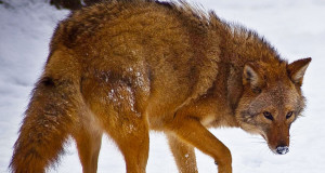 une-coyote-animal