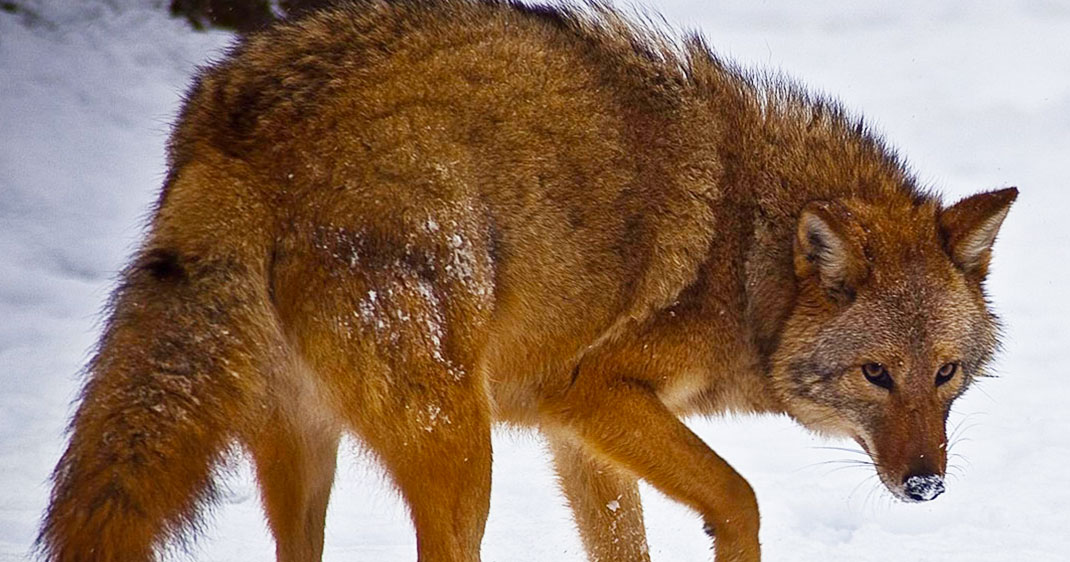 une-coyote-animal
